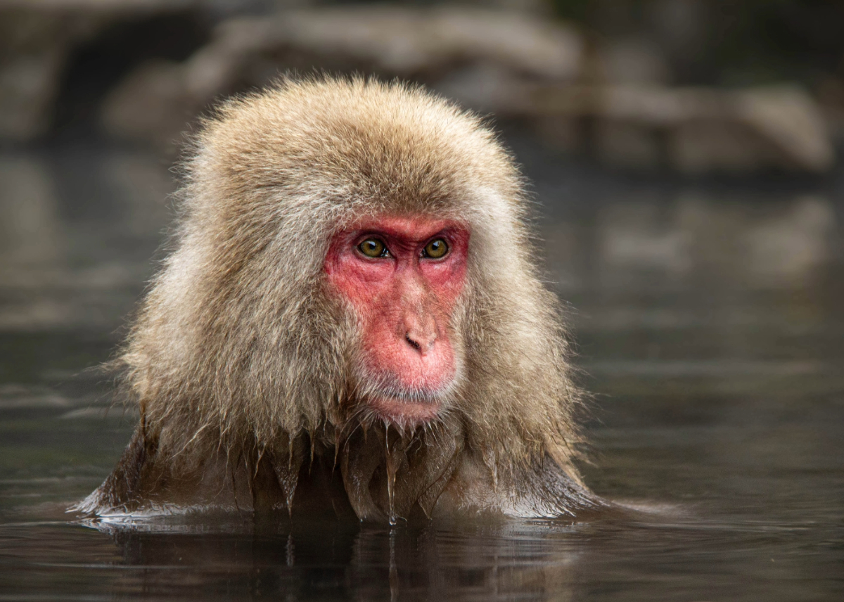 Emotion in motion Saoirse Cullen