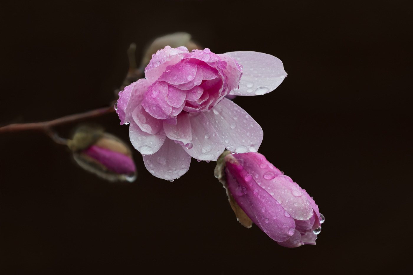 02 LindaRobertsRosen