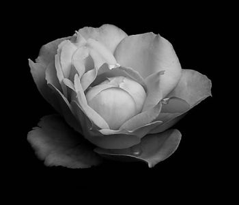 <p>Image Credit: Danix Cher, Last Drop</p>