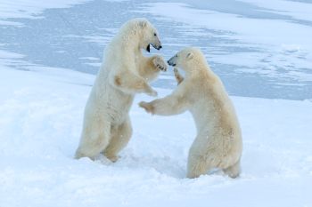 <p>Image Credit:&nbsp;May Hon, Polar Bears</p>