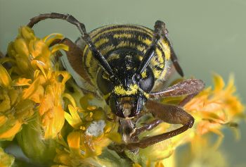 <p>Image Credit:&nbsp;Kathy Moore, Macro of Locust Borer Beetle</p>